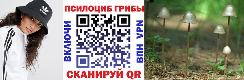 как найти наркотики блэк спрут маркетплейс Галлюциногенные грибы Psilocybine cubensis Тосно
